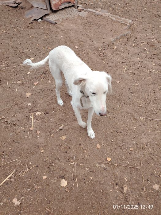 Тазы ұрғашы сатылады