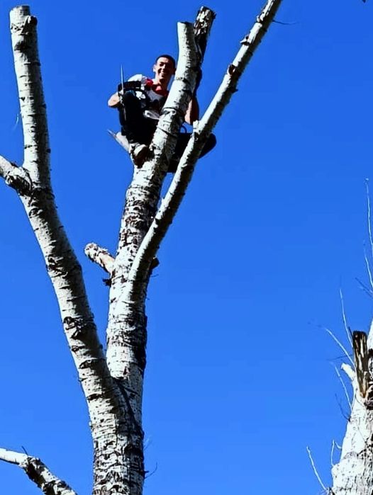 Спил деревьев с помощью альпинизма