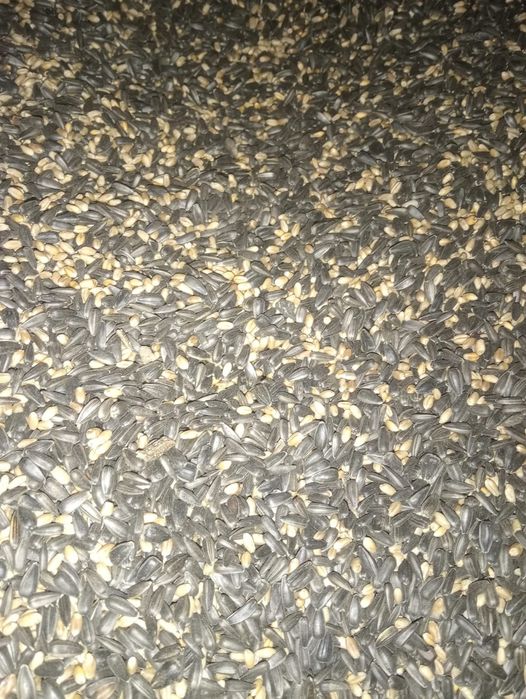 Семечки с пшеницей