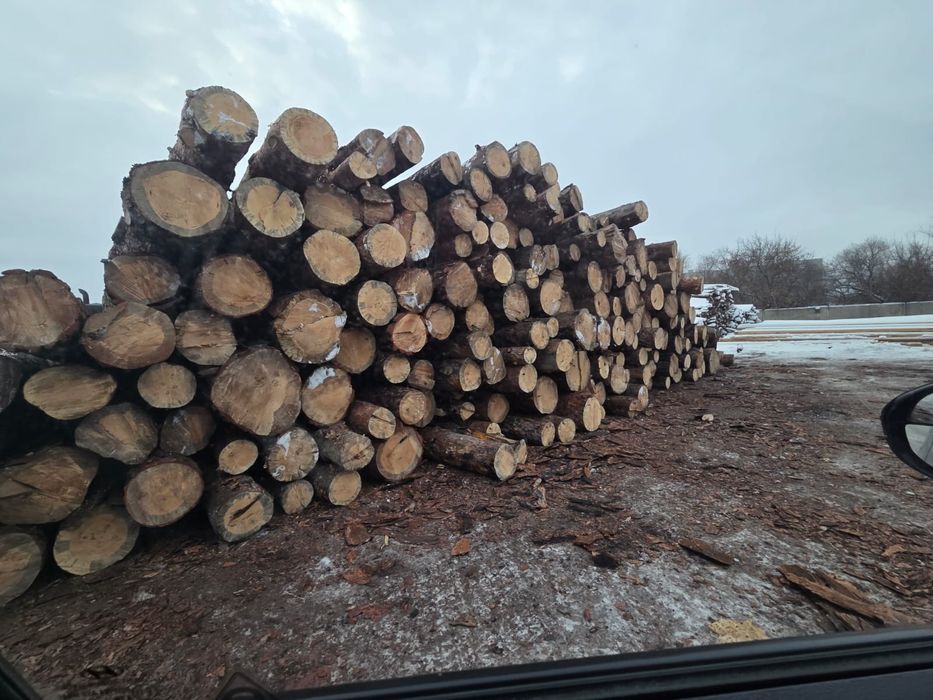 Кругляк низкие цены