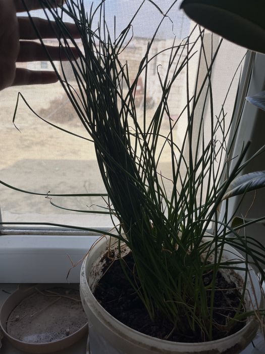 все цветки дам на 30 000