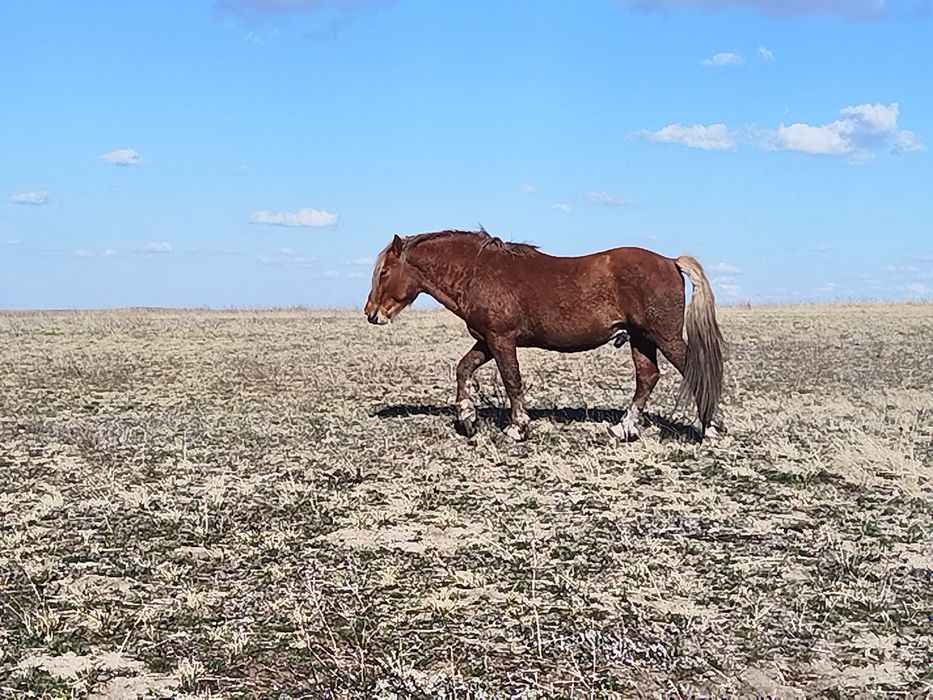 Полутяж айғыр сатылады