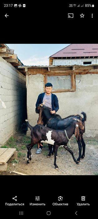 Камори битал заен нубий алпий