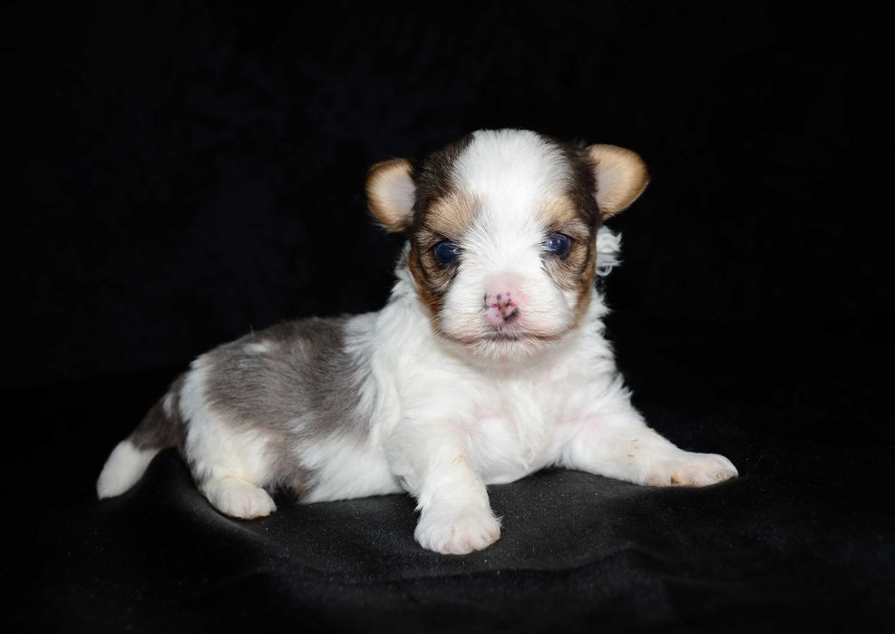 Йоркширский терьер Бивер ,шикарные щенки!