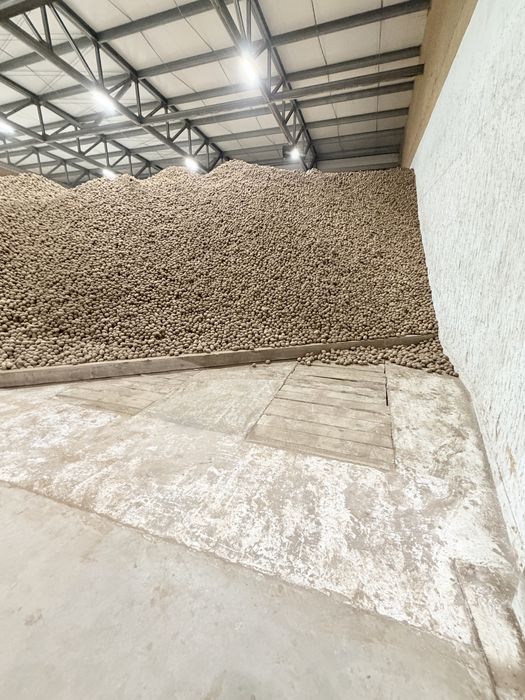 Продам семена картофеля Гала