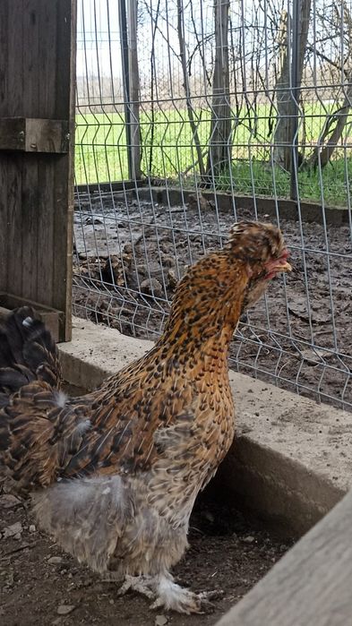 Vând găini moțate