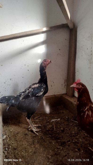 Продам даканиха тулячка