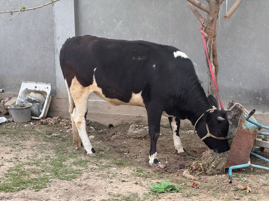 Gʻoʻnajin sotiladi