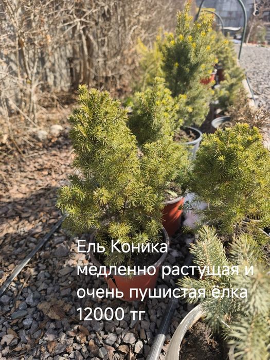 Ель, пихта, туя, можжевельник