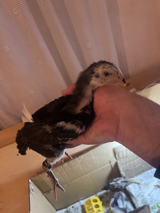 О шамо цыплята дакан бойцовые