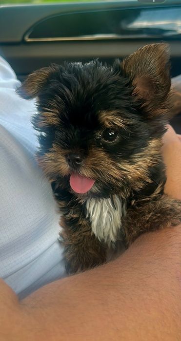 Yorkshire terrier talie mica