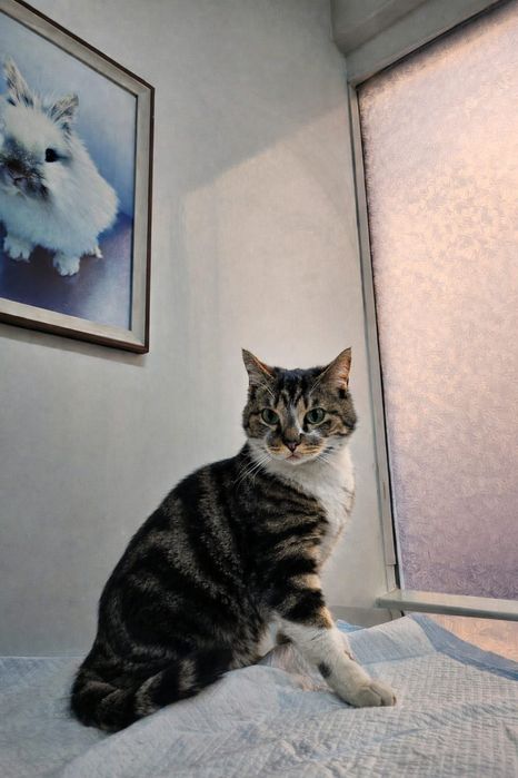 Кот Себастьян,красавец!