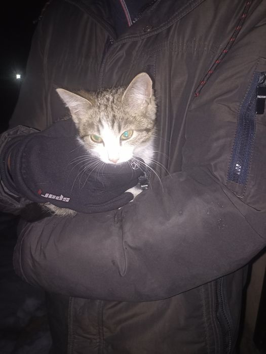 Котёнок в добрые руки