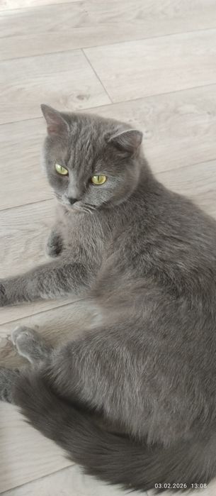 Кошка Британец!!!