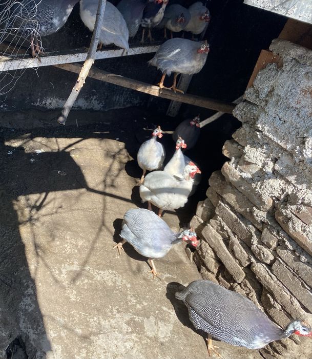 Oua bibilica pentru incubat