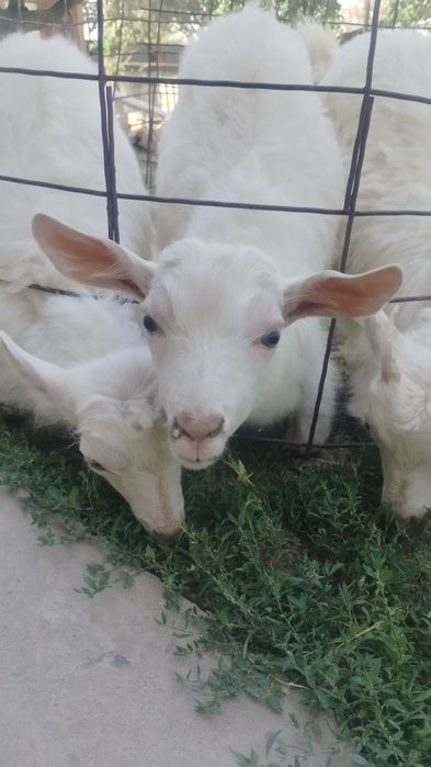 Лақтар сүтті ешкі лақтары