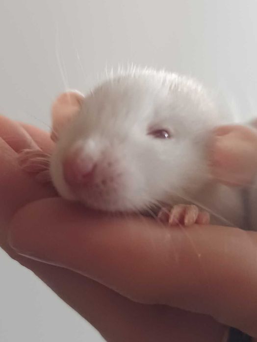 Продаются декоративные дамбо крысы 
Очень умные, спокойные и ручные.