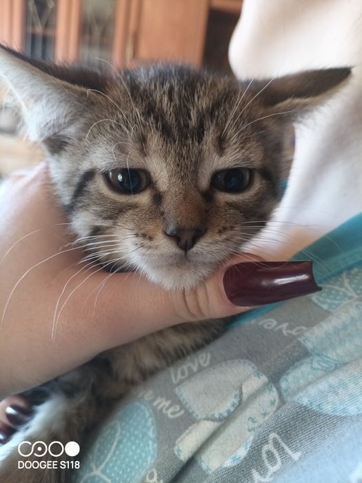 Отдадим бесплатно