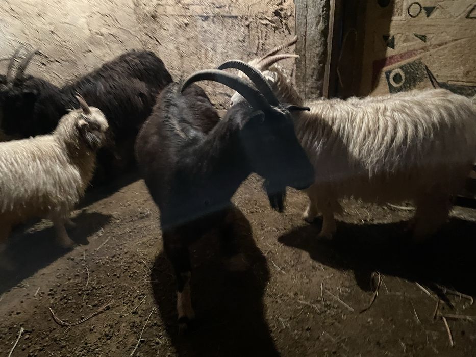 Алпиский семіз ешкі