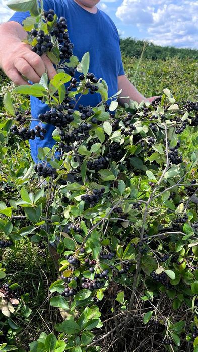 Aronia plante de anul 4 cu fructificare