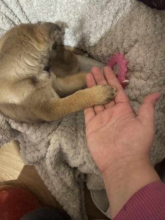 Кученце търси дом