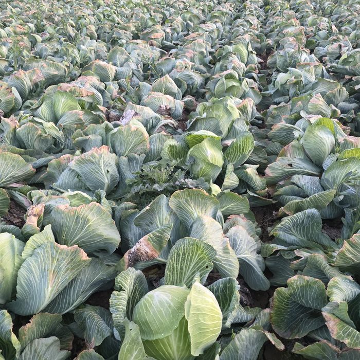 Капуста свежая, кочаны 4-5 кг. Примерно 15тн.