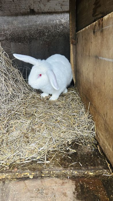 Кролики Самцы Великаны