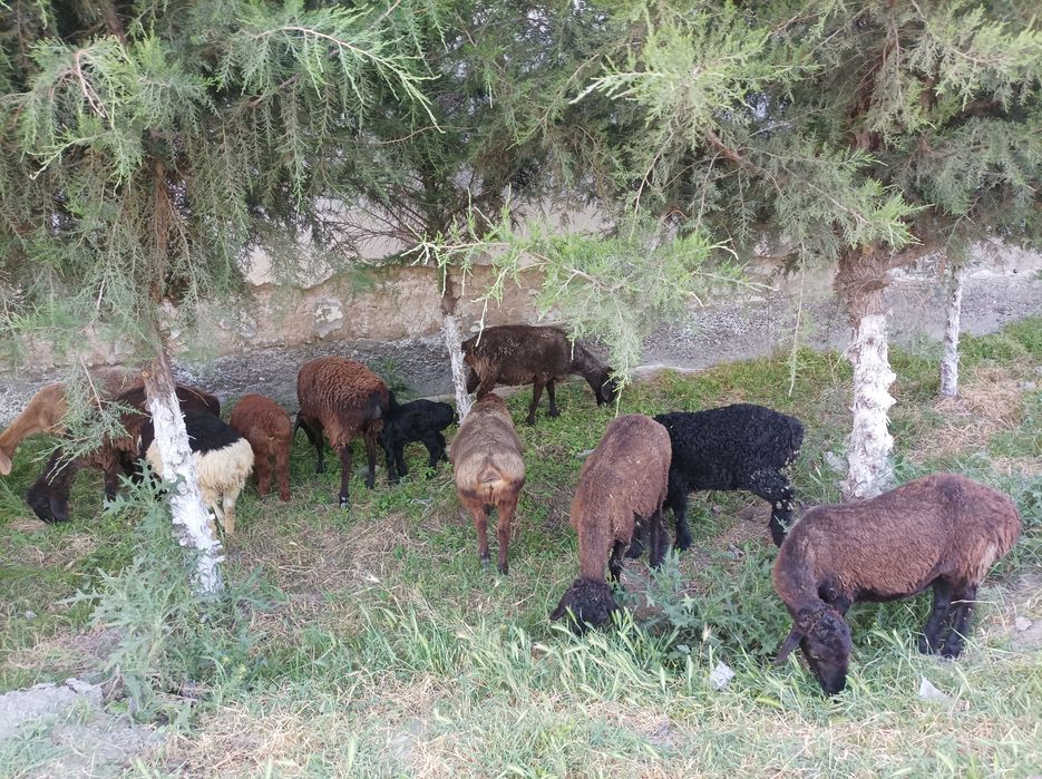 Samarqand viloyat oqdaro tuman chim qishloq