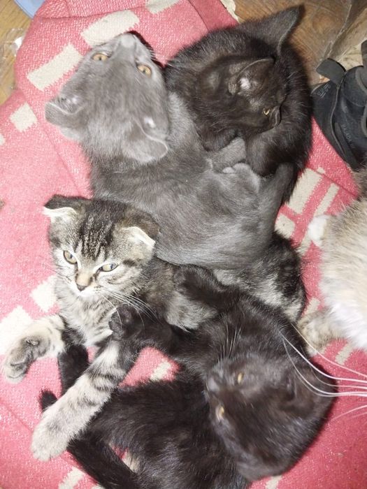 отдам котят два мальчика и одна девочка