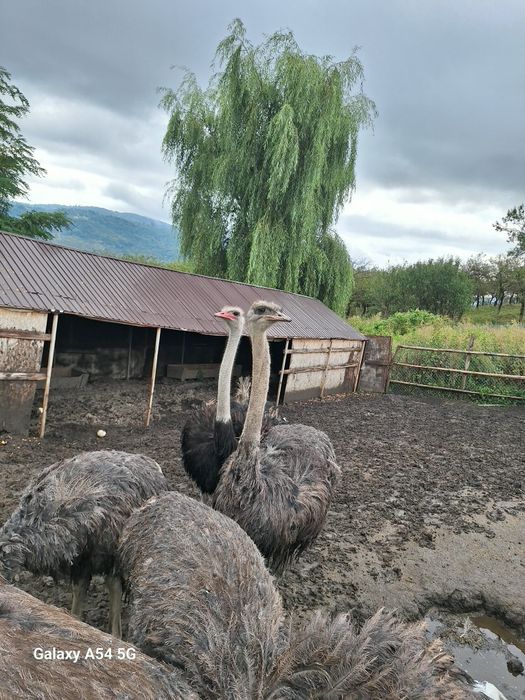 Familie de struți ouatoare de vanzare