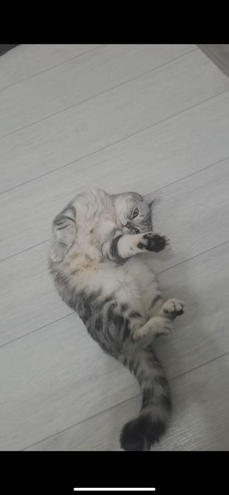 Кот отдаётся БЕСПЛАТНО