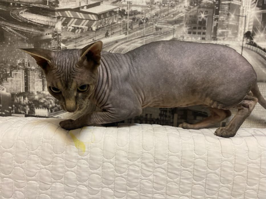 канадский сфинкс на вязку Алматы