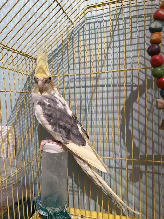 Продам кореллу срочно