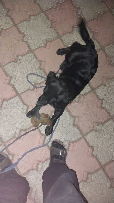 Щенок Спаниэль помесь с дворянгой