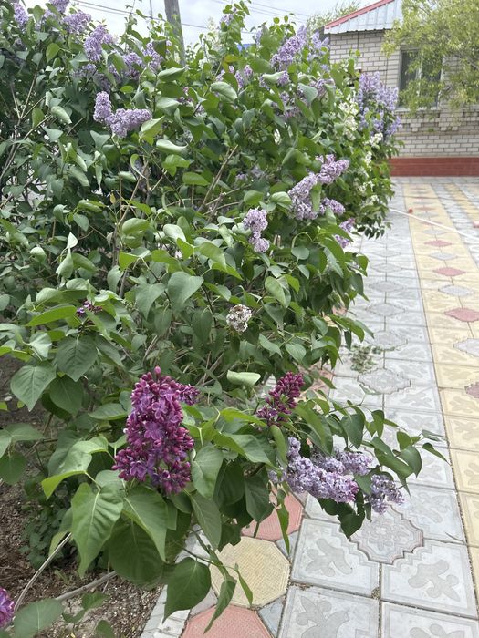 Продам сирень фи