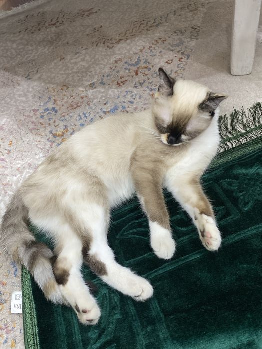 отдам Шейлу в добрые руки!