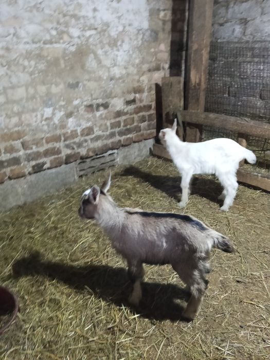 Продам двух козочек от отличных родителей