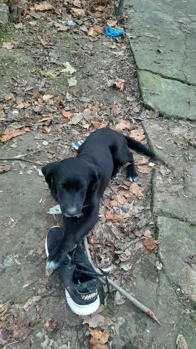 Щеночек в добрые руки