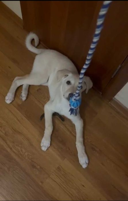 Щенок-девочка в добрые руки