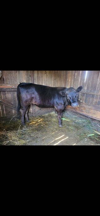 Junincă angus 1 an
