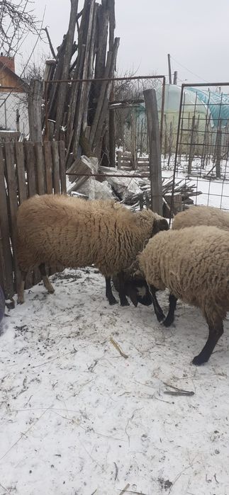 Berbec Carabaș – 1 an – 950 lei