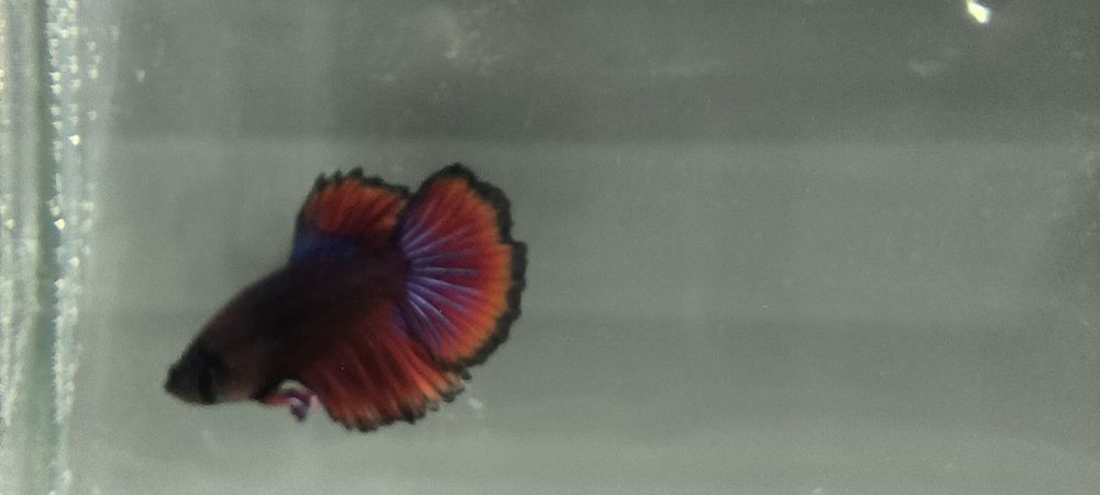 Рыбка Петушок Супер Дельта