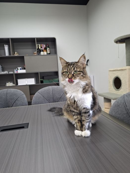 Котенок девочка кастрат