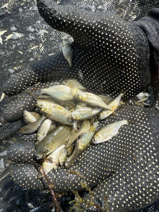 Малёк карпа амура толстолоьа