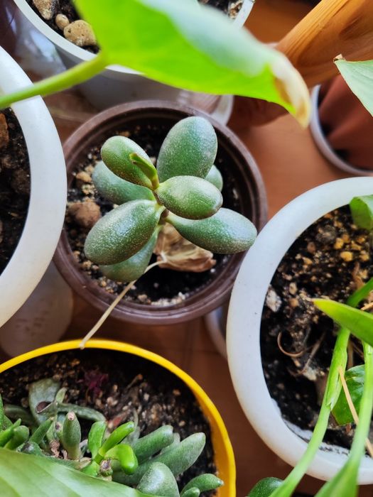 Продам денежное дерево Толстянка (Crassula),