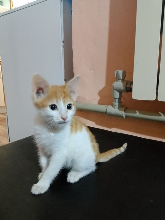 Котёнок мальчик отдам в хорошие руки