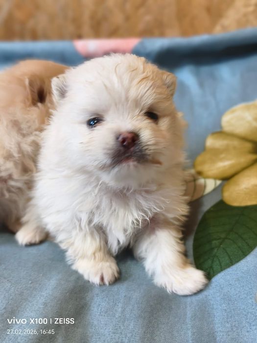 Очаровательные щенки шпица.