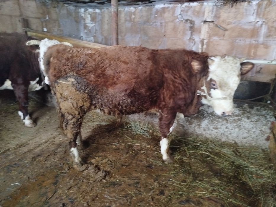 Бука сатылады екы жасар