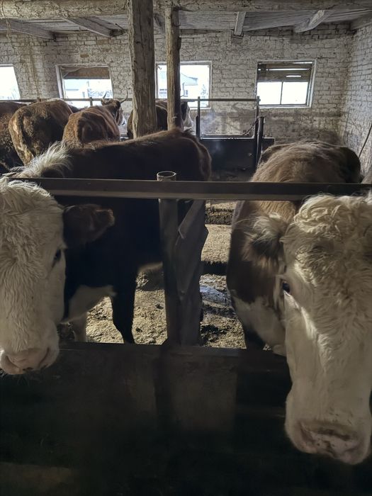 Семіз сиыр сатылады