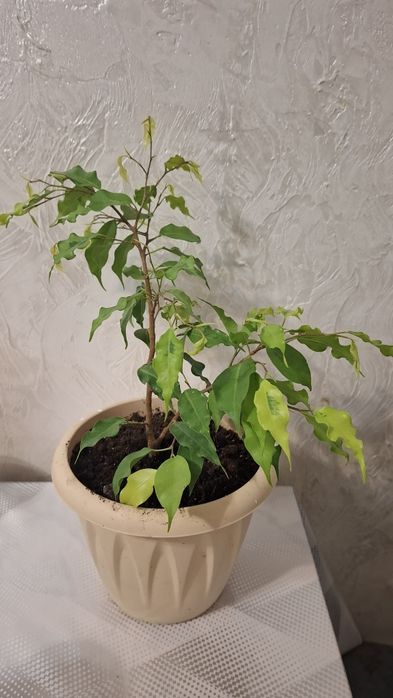 Продам комнатные цветы